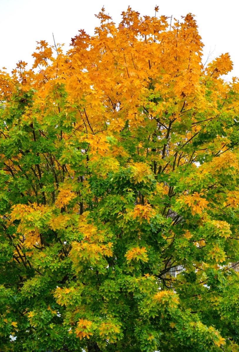 A Norway maple crowded with yellow and green autumn leaves
