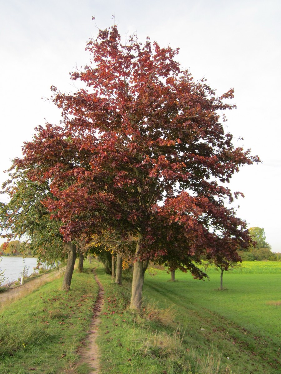 A maple with dark purple-red foliage beside a grassy riverside path