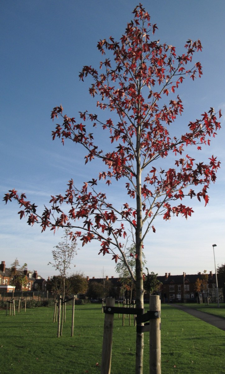 A young, slender maple with a few red leaves, supported by a wooden stake in an open park