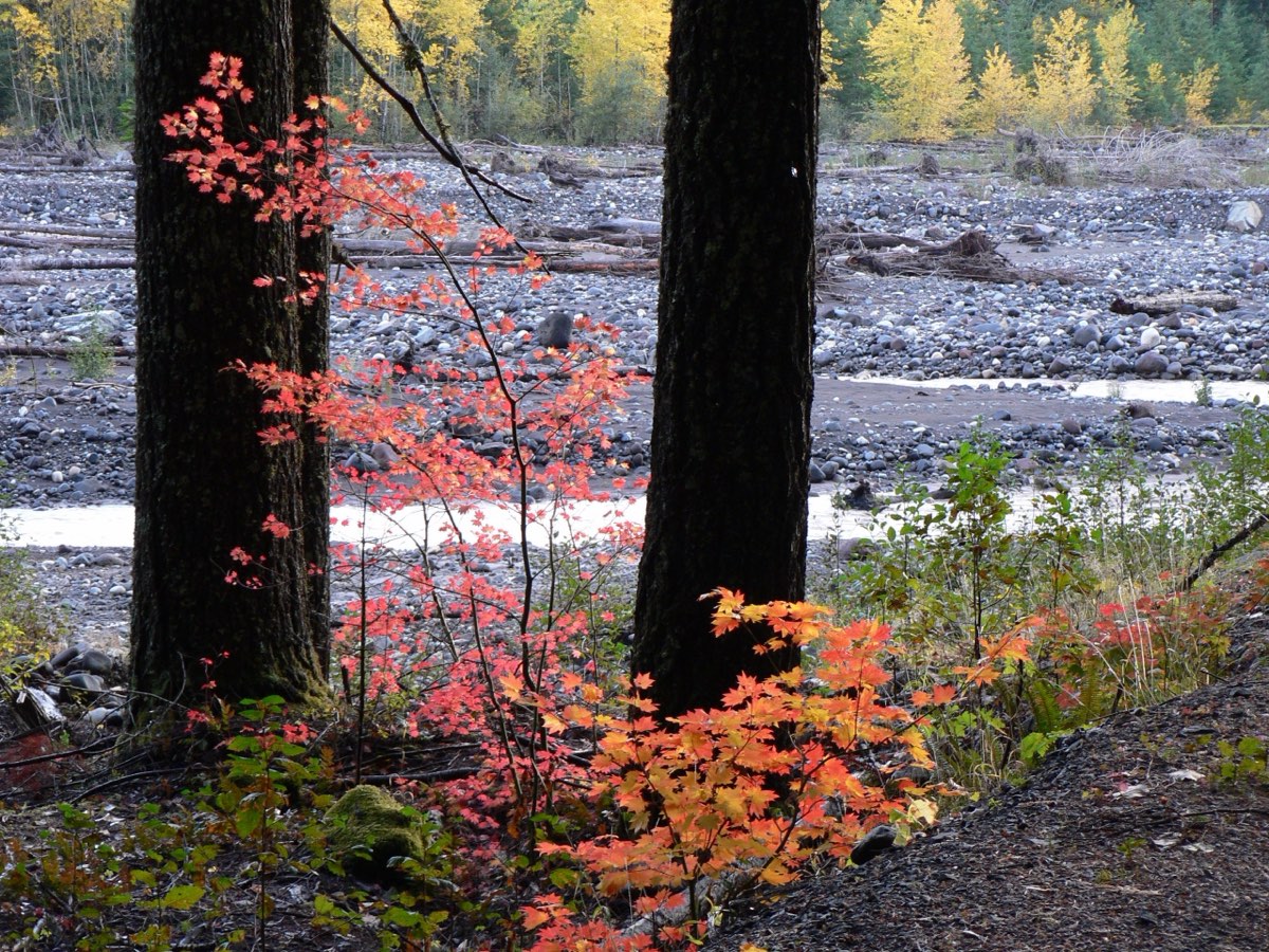 Small vine maples in orange and red on a grey gravel riverbank between dark trunks