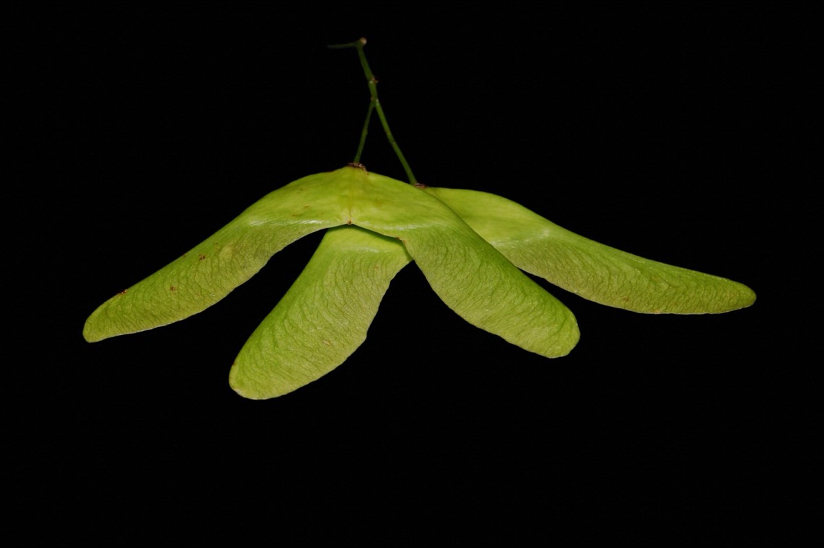 A pair of green maple samaras, joined at the seed, against a black background